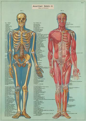 Poster - Anatomy