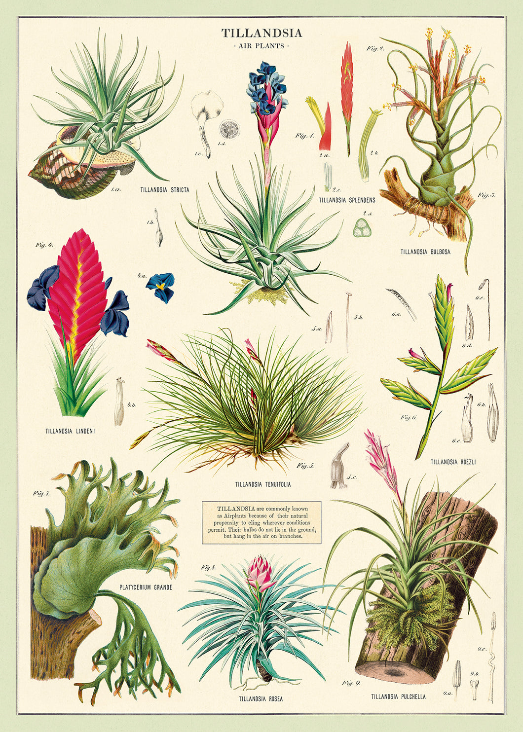 Poster - Air Plants