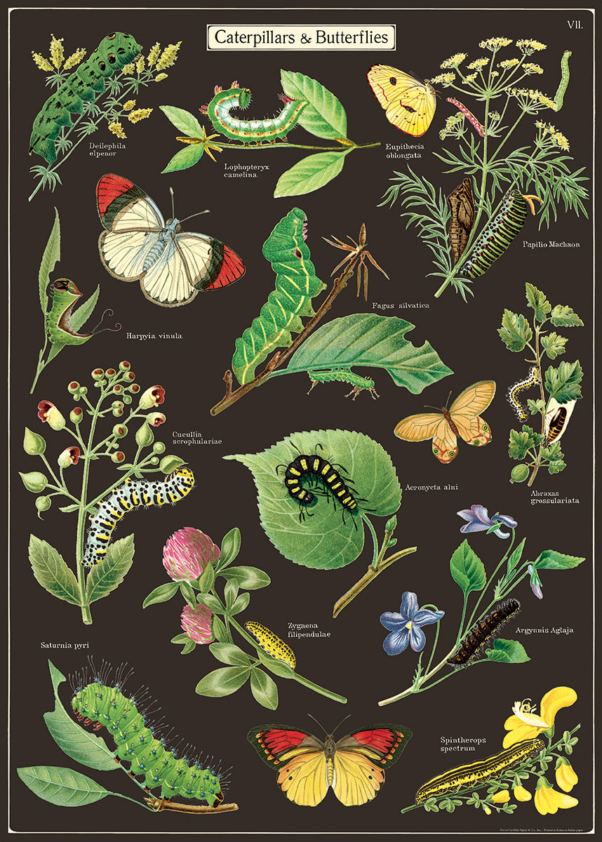 Poster - Butterflies and Caterpillars