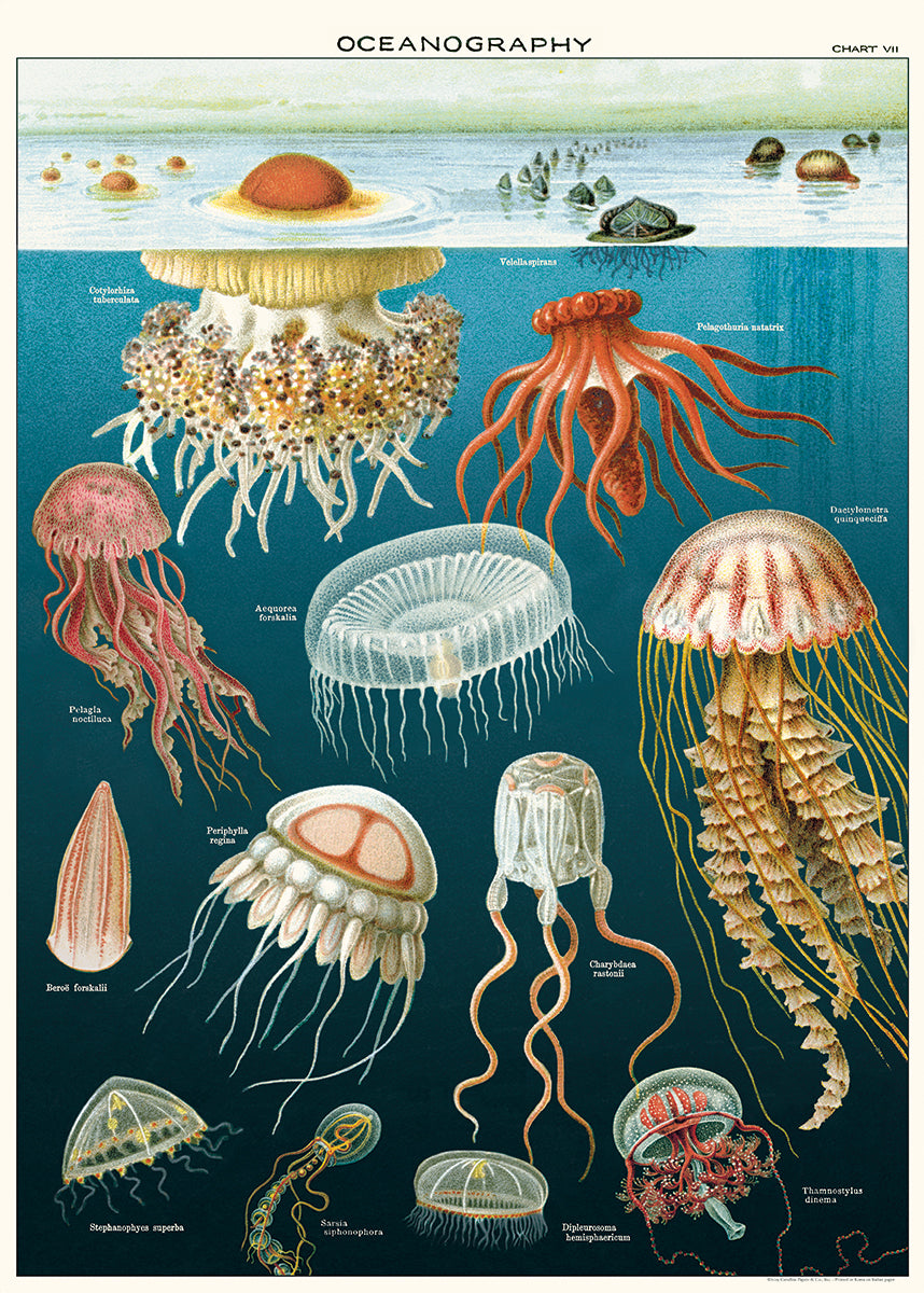 Poster - Oceanography