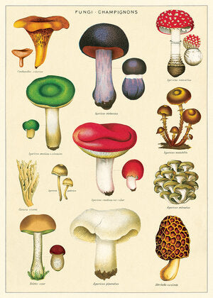 Poster - Mushrooms