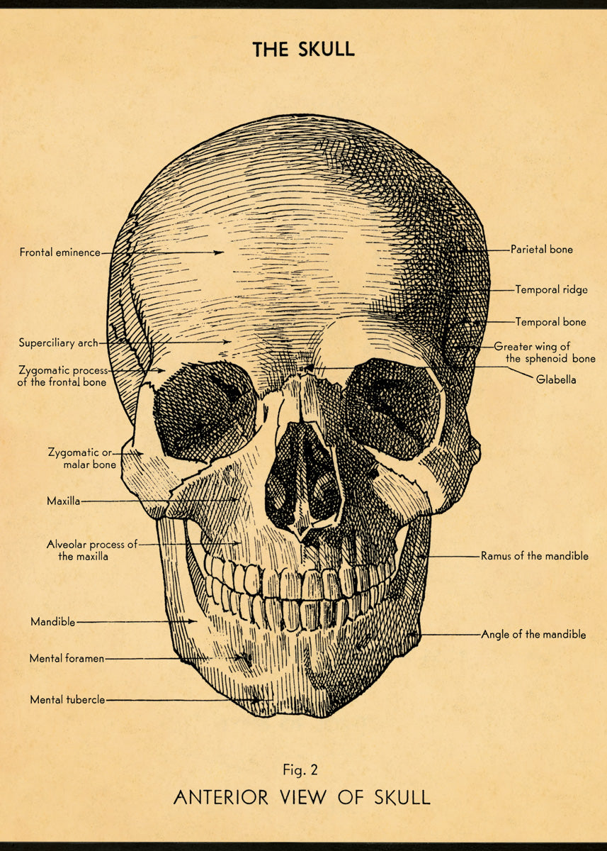 Poster - The Skull