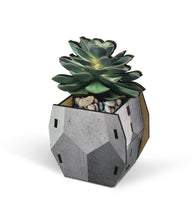 Load image into Gallery viewer, Pop Plant - Echeveria
